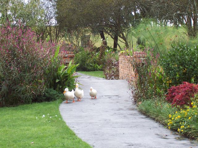 Ducks on a garden path