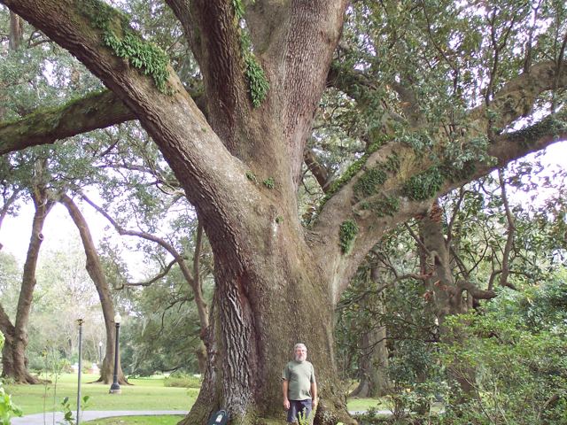 Under an enormous live oak