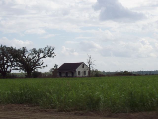 A sugar cane field and farmhouse