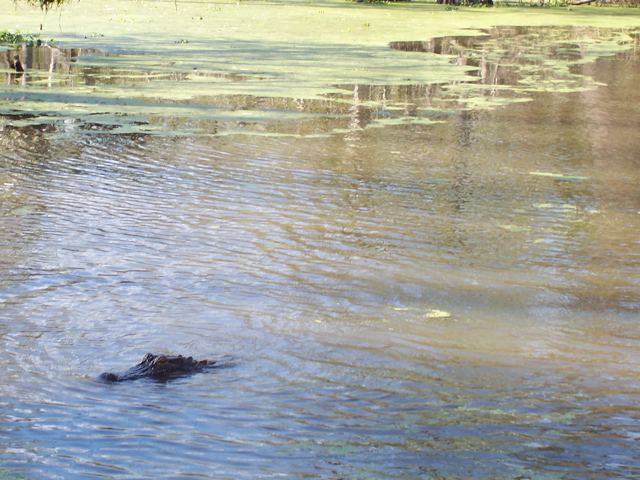 An alligator in the swamp