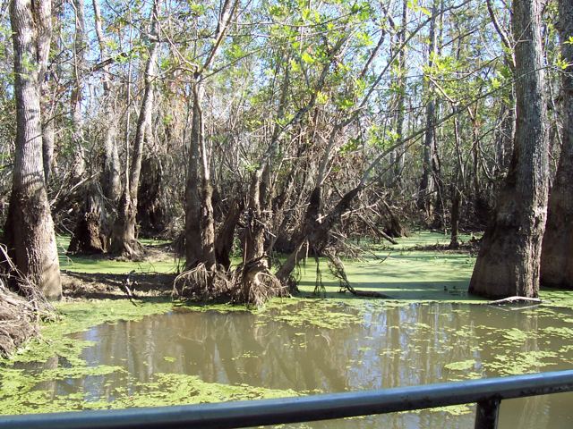 Cypress swamp from the tour boat