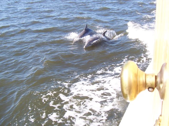 Dolphins alongside the boat