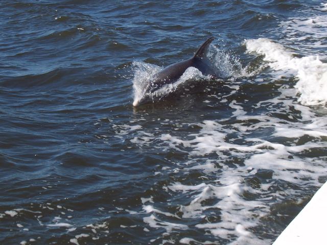 A dolphin in the wake