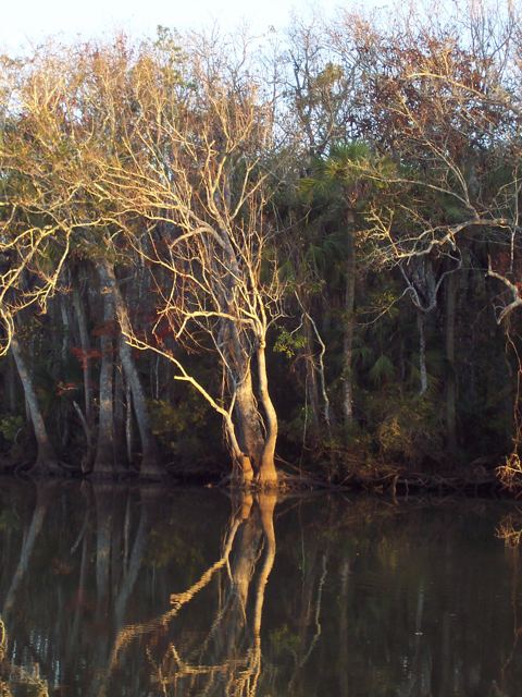 Morning light on a tree at the water’s edge