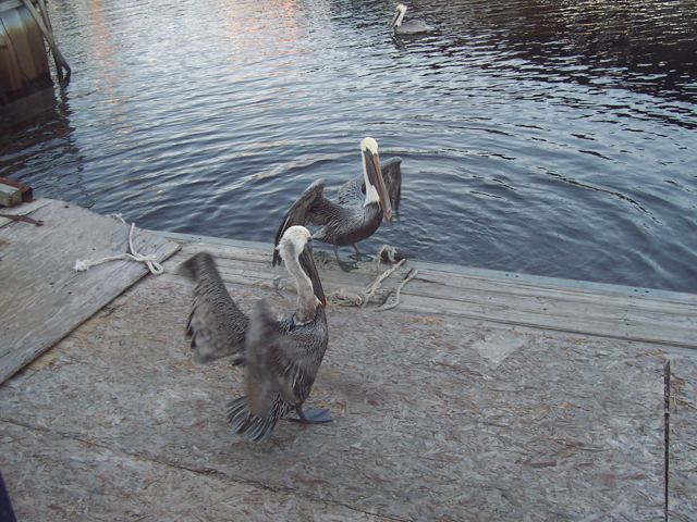 Pelicans on the dock