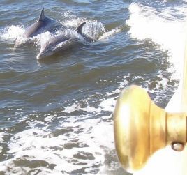 Dolphins and doorknob