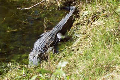 Georgia gator