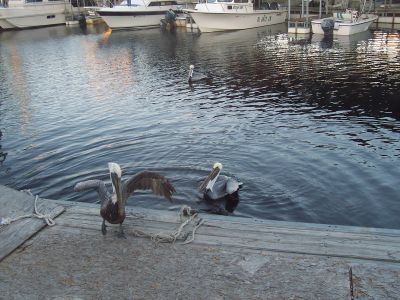 Gwen's friends
