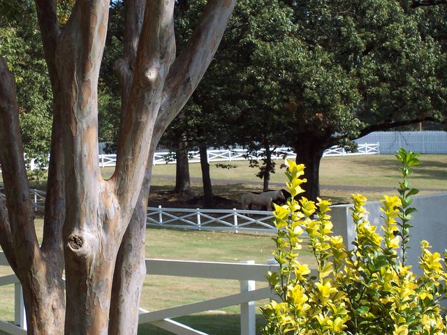 Trees and white fencing on the Graceland grounds