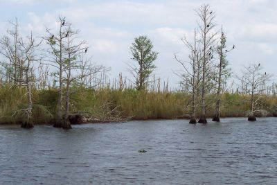 Northern everglades