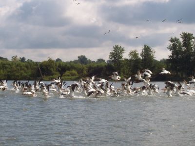 Pelicans yarding up