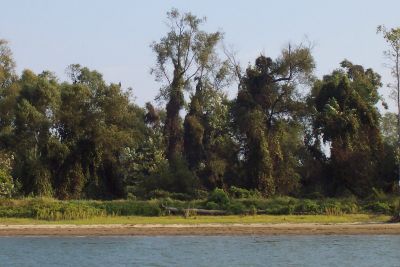 Tennessee river bank